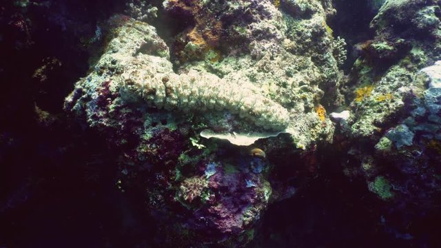 sea cucumber on coral reef. Giant trepang under water. underwater world diving and snorkeling on coral reef. Hard and soft corals underwater landscape