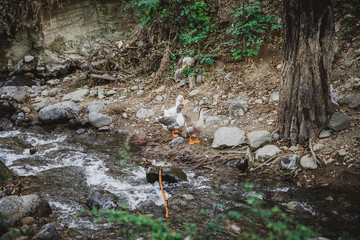 Mountain river.Mountain water flow