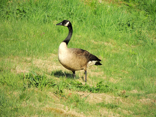 Black geese, Branta bernicla, on the grass, spring