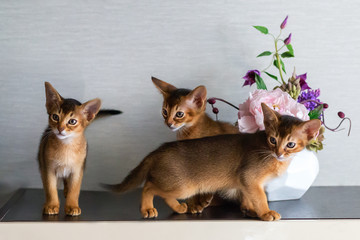 Abyssinian kittens play, cute and funny