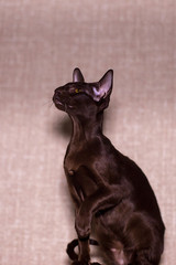 Oriental cat close up, portrait