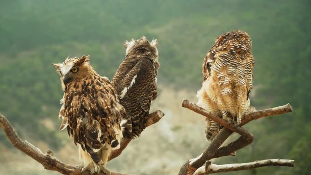 three javanese owls on dry tree branch. owls living on Dieng plateau on island Java, Indonesia
