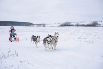 Huskies pull sledges. A winter activity. Husky sledding/husky safari. Huskies in harness. Children activities.