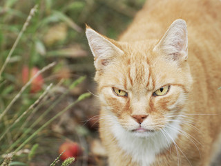 Angry Cat on an autumnal Meadow