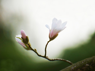 Magnolia