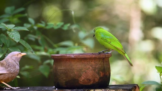 Jerdon's Leafbird bathing and grooming in Minneriya national park, Sri Lanka - specie Chloropsis jerdoni family of Irenidae