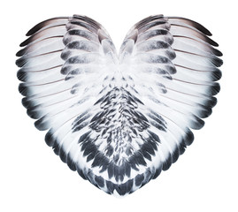 Pigeon wings isolated on white background. Heart shape made of wings.