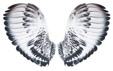 Angel wings isolated on white background. The wings of the pigeon.