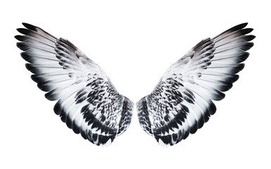 Angel wings isolated on white background. The wings of the pigeon.