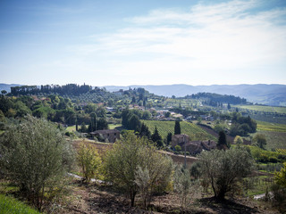Fototapeta na wymiar Agriculture landscape, olives and wine of Tuscany, seen from white roads in chianti 