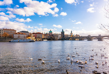 Panoramatic view of Prague Charles bridge near the Vltava river. Swan on the river. Prague is czech capital and important tourist destination.