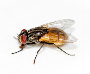 Macro Housefly on white background