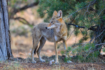 Naklejka na ściany i meble Coyote at Grand Canyon