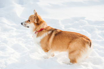 Corgi dog posing in snowy winter nature