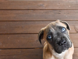 Cane Corso puppy with blue eyes and tilted head on brown wood background