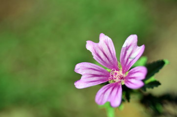 Obraz premium Zartes rosarotes Blümchen