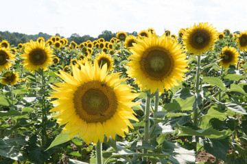 Fototapeta premium Sun Flowers - 13