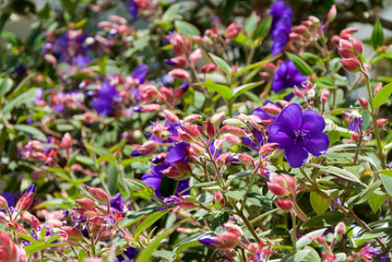 Fototapeta premium Tibouchina granulosa. Guatemala. Central America.