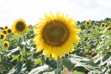 Sun Flowers - 15