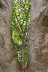 Tree Through a Double Sycamore Tree Trunk