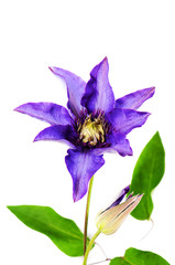 Belle clématite mauve sur fond blanc