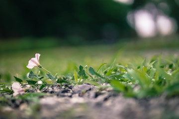 Small white flower