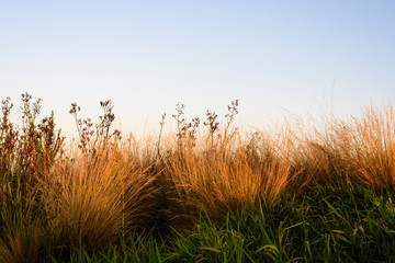 Fototapeta premium grass and sky