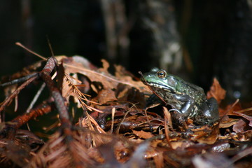 green frog on leaves in forest