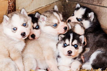 Obraz premium Husky puppies with blue eyes