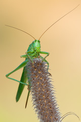 the great green bush-cricket - Tettigonia viridissima