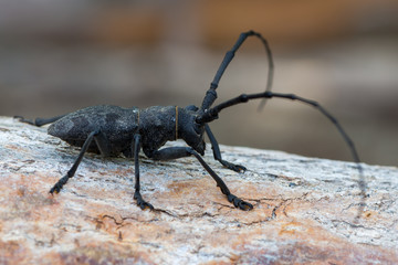 a beetle - Morimus asper