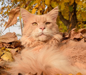 Naklejka na ściany i meble red maine coon cat walking in the park in the autumn
