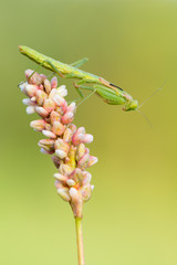 Mediterranean mantis - Iris oratoria