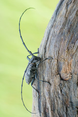 a beetle - Morimus asper