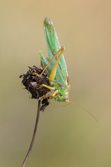the great green bush-cricket - Tettigonia viridissima