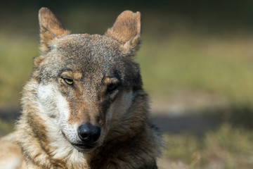 The wolf (Canis lupus)