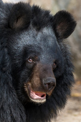 The Asian black bear (Ursus thibetanus)