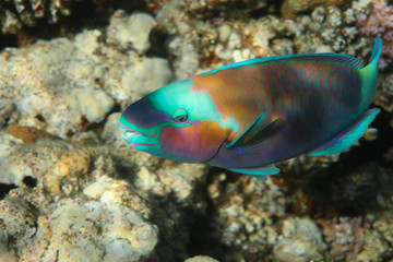 Fototapeta na wymiar Colorful Parrot Fish