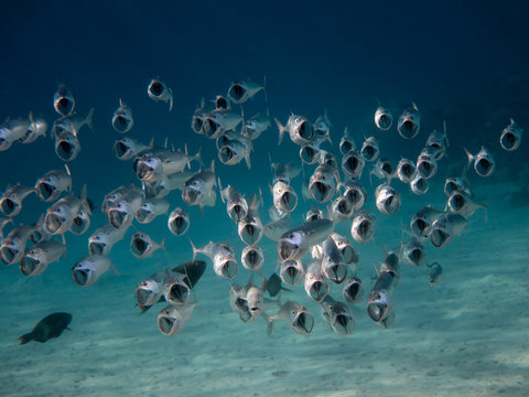 Mackerel Shoal Underwater