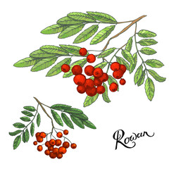 Rowanberry branches with leaves and berries, hand drawn sketch, doodle color illustration