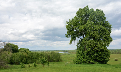 The nature of Belarus. Summer meadow with lush green grass