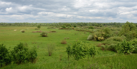 Fototapeta na wymiar The nature of Belarus. Summer meadow with lush green grass
