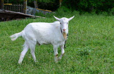 Goat grazes in a meadow close to home