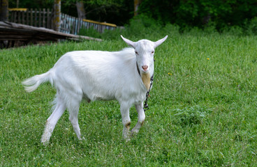 Obraz premium Goat grazes in a meadow close to home
