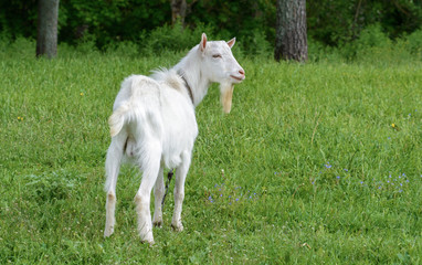 Obraz na płótnie Canvas Goat grazes in a meadow close to home