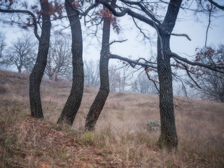 Obraz premium Dancing trees in winter