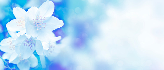 White jasmine The branch delicate spring flowers