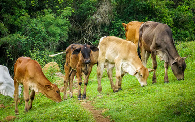 Ox in the herd looking at the camera. Sao Paulo's countryside, Brazil. Forested background.