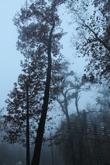 trees in fog