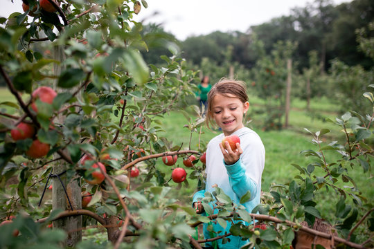 Smiling girl looking at apple in field